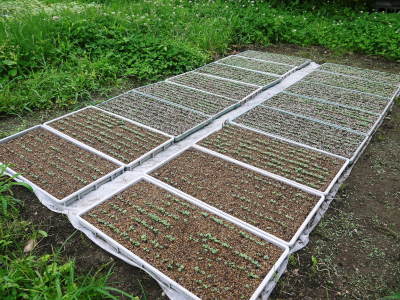 熊も県菊池水源産の無農薬栽培の『えごま油』数量限定で販売中!令和3年度の栽培の様子も紹介!_a0254656_18394829.jpg