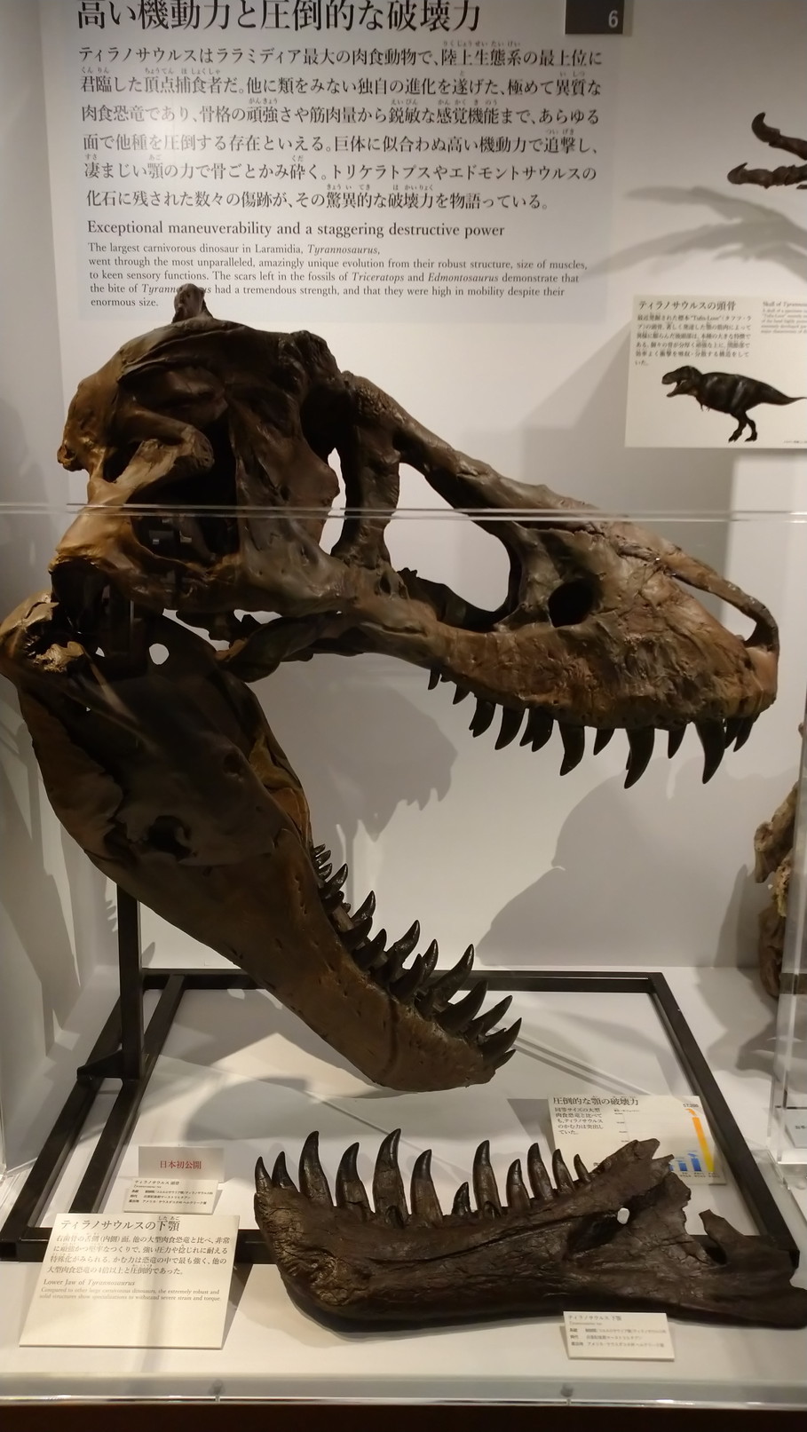 トリケラトプス「レイン」のほぼ完全な全身骨格化石をDinoScience 恐竜科学博 ～ララミディア大陸の恐竜物語～@パシフィコ横浜でみた！_c0002171_00040673.jpg