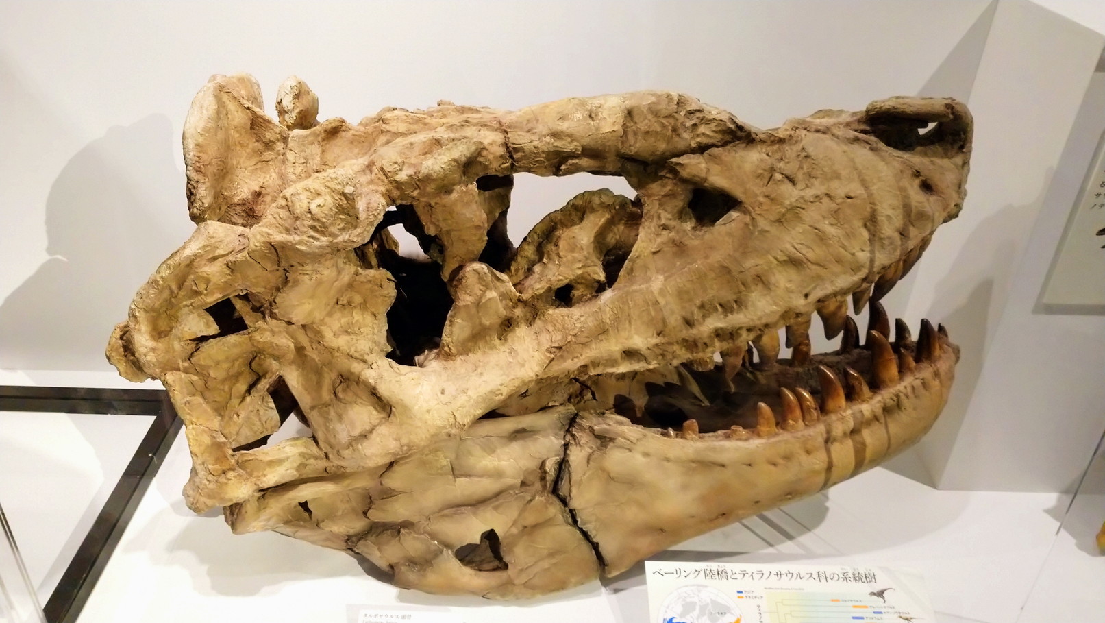 トリケラトプス「レイン」のほぼ完全な全身骨格化石をDinoScience 恐竜科学博 ～ララミディア大陸の恐竜物語～@パシフィコ横浜でみた！_c0002171_00044341.jpg