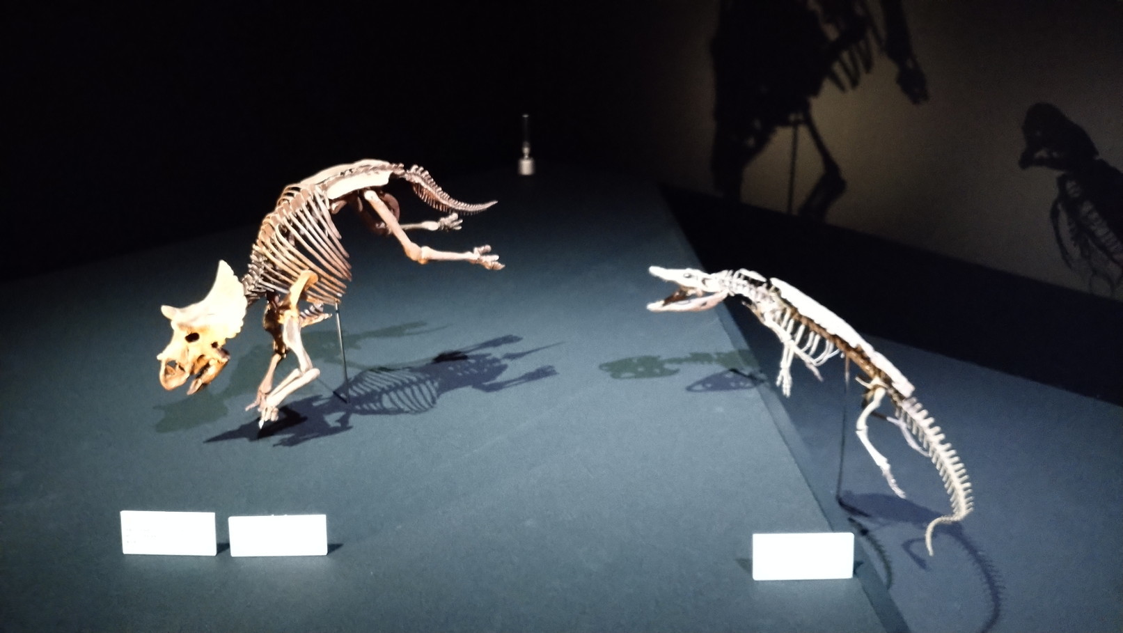 トリケラトプス「レイン」のほぼ完全な全身骨格化石をDinoScience 恐竜科学博 ～ララミディア大陸の恐竜物語～@パシフィコ横浜でみた！_c0002171_00165458.jpg
