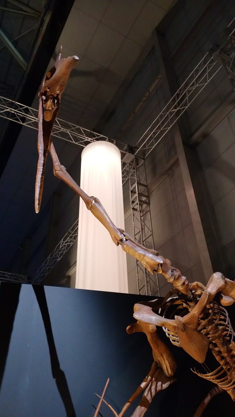 トリケラトプス「レイン」のほぼ完全な全身骨格化石をDinoScience 恐竜科学博 ～ララミディア大陸の恐竜物語～@パシフィコ横浜でみた！_c0002171_00181725.jpg