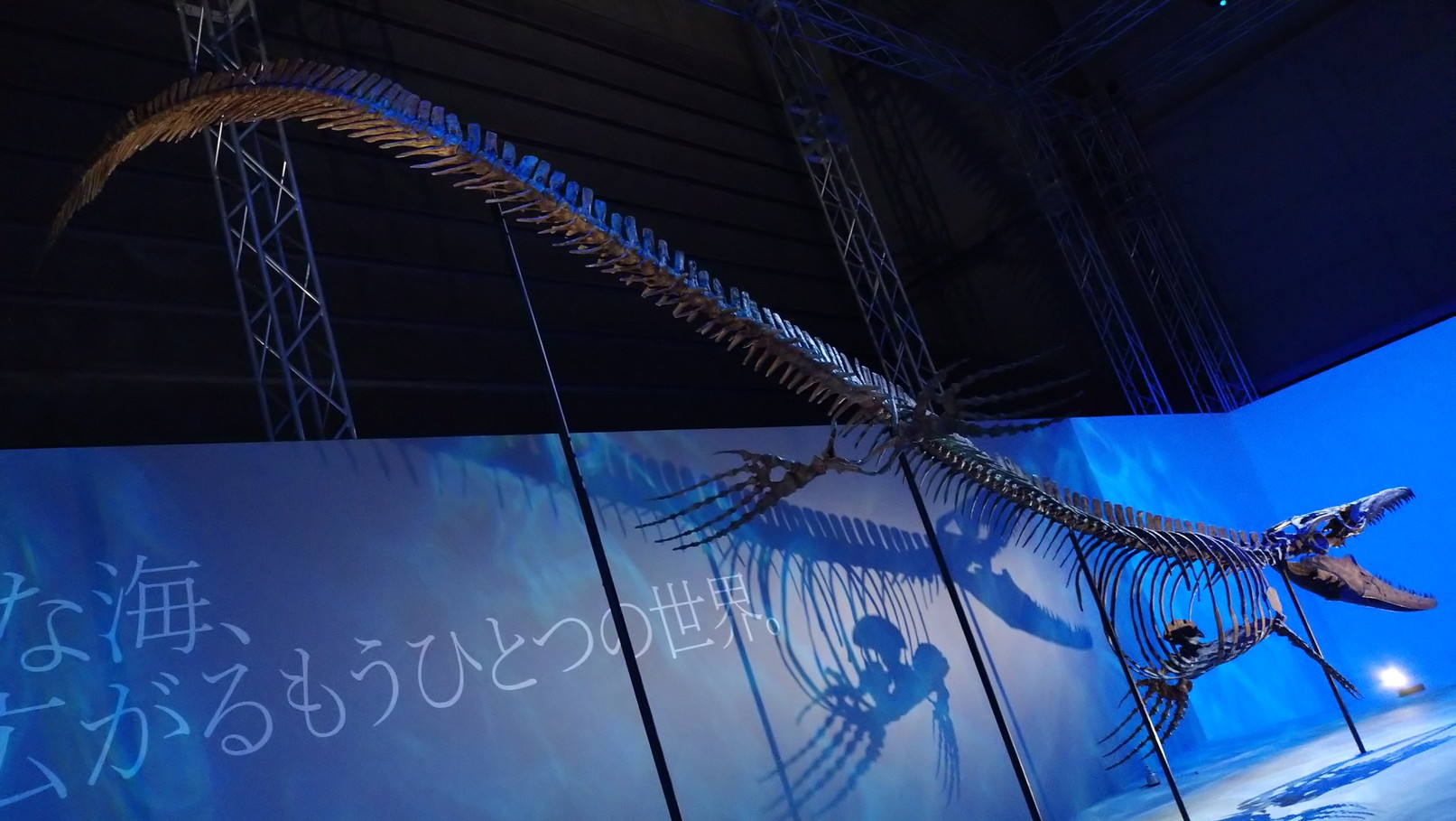 トリケラトプス「レイン」のほぼ完全な全身骨格化石をDinoScience 恐竜科学博 ～ララミディア大陸の恐竜物語～@パシフィコ横浜でみた！_c0002171_00235456.jpg