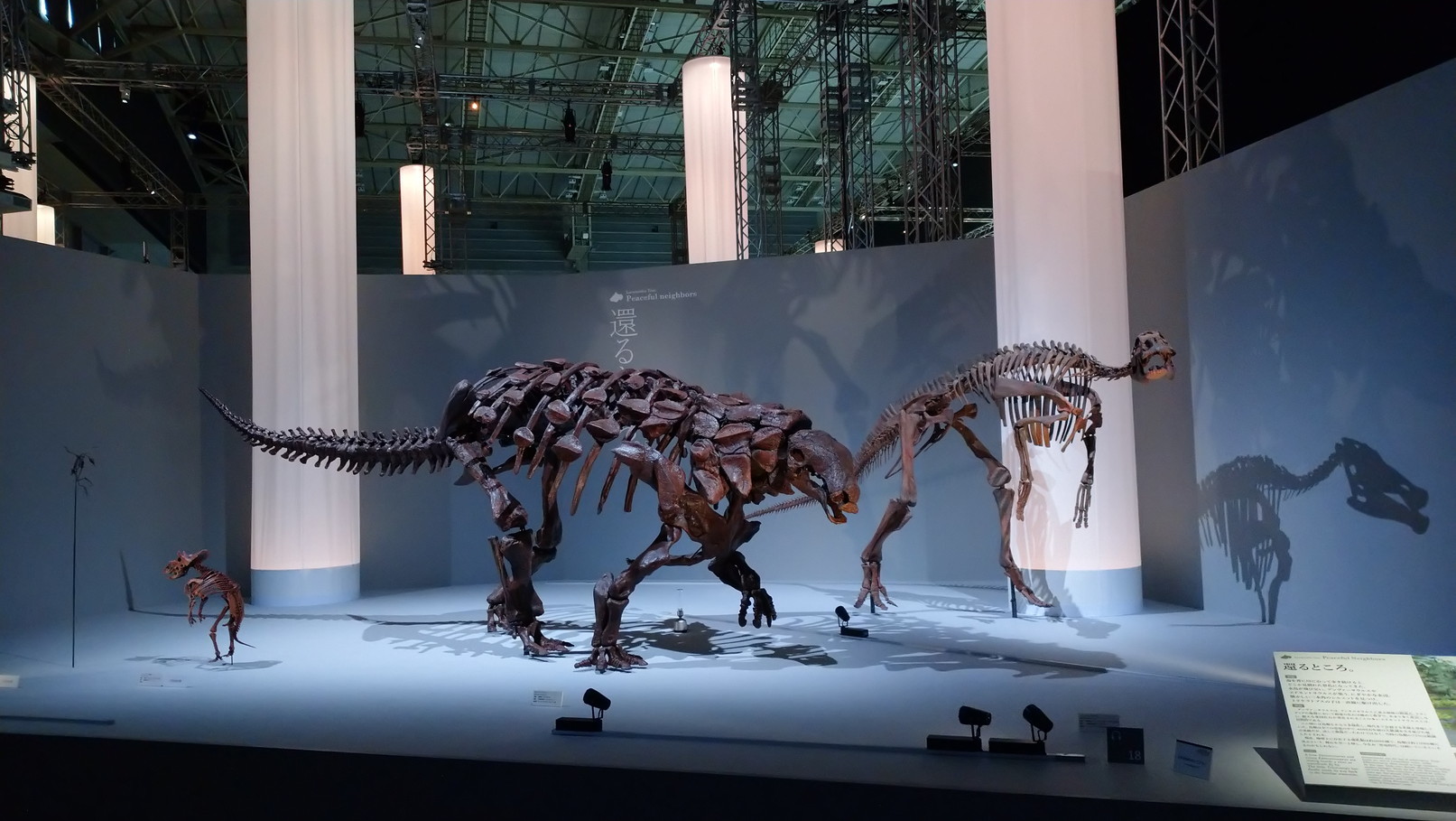 トリケラトプス「レイン」のほぼ完全な全身骨格化石をDinoScience 恐竜科学博 ～ララミディア大陸の恐竜物語～@パシフィコ横浜でみた！_c0002171_00253975.jpg