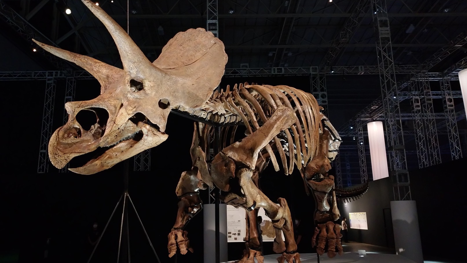トリケラトプス「レイン」のほぼ完全な全身骨格化石をDinoScience 恐竜科学博 ～ララミディア大陸の恐竜物語～@パシフィコ横浜でみた！_c0002171_00310539.jpg