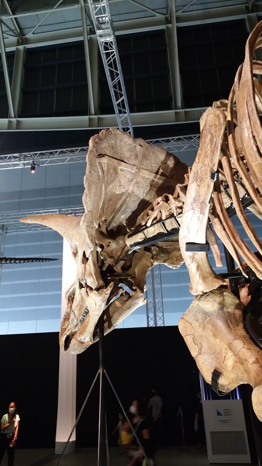 トリケラトプス「レイン」のほぼ完全な全身骨格化石をDinoScience 恐竜科学博 ～ララミディア大陸の恐竜物語～@パシフィコ横浜でみた！_c0002171_00315939.jpg