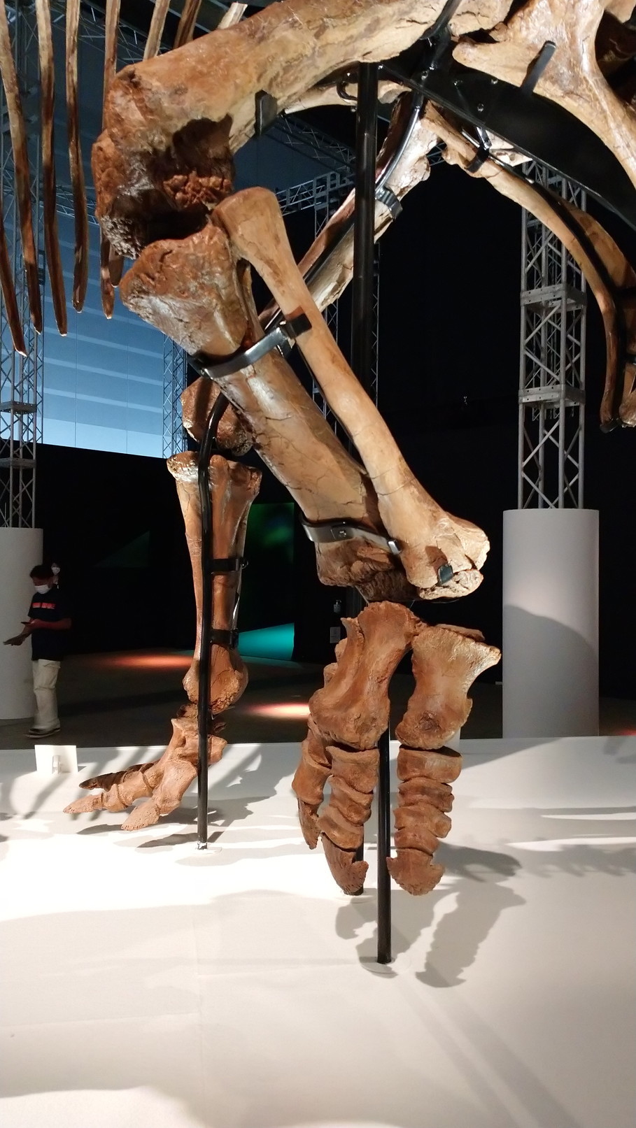 トリケラトプス「レイン」のほぼ完全な全身骨格化石をDinoScience 恐竜科学博 ～ララミディア大陸の恐竜物語～@パシフィコ横浜でみた！_c0002171_00321446.jpg