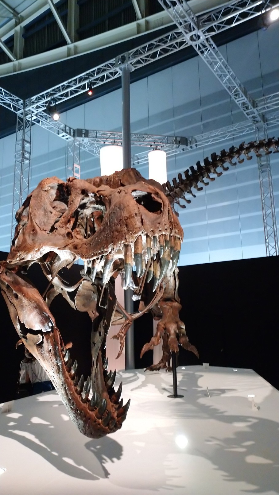 トリケラトプス「レイン」のほぼ完全な全身骨格化石をDinoScience 恐竜科学博 ～ララミディア大陸の恐竜物語～@パシフィコ横浜でみた！_c0002171_00361707.jpg