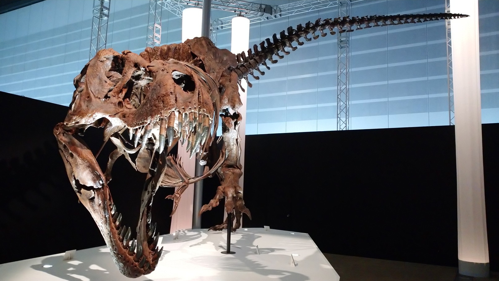 トリケラトプス「レイン」のほぼ完全な全身骨格化石をDinoScience 恐竜科学博 ～ララミディア大陸の恐竜物語～@パシフィコ横浜でみた！_c0002171_00365529.jpg