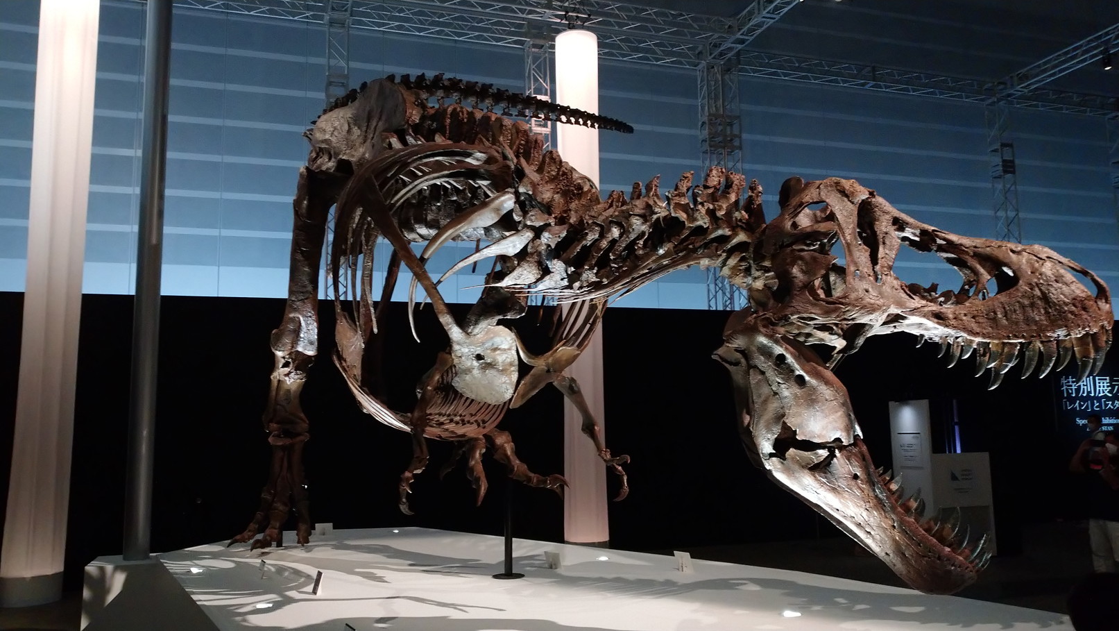 トリケラトプス「レイン」のほぼ完全な全身骨格化石をDinoScience 恐竜科学博 ～ララミディア大陸の恐竜物語～@パシフィコ横浜でみた！_c0002171_00370983.jpg