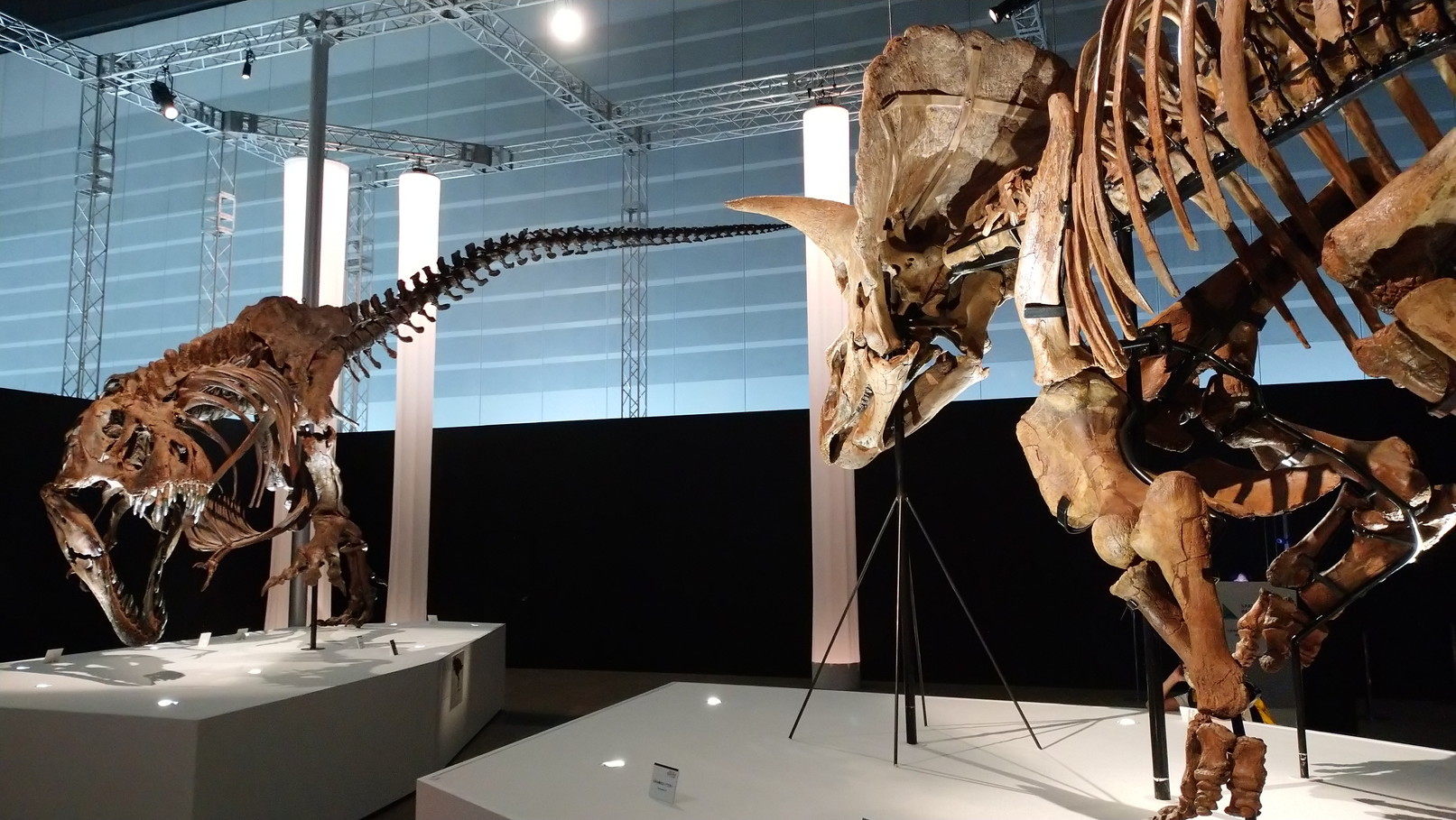 トリケラトプス「レイン」のほぼ完全な全身骨格化石をDinoScience 恐竜科学博 ～ララミディア大陸の恐竜物語～@パシフィコ横浜でみた！_c0002171_00404516.jpg