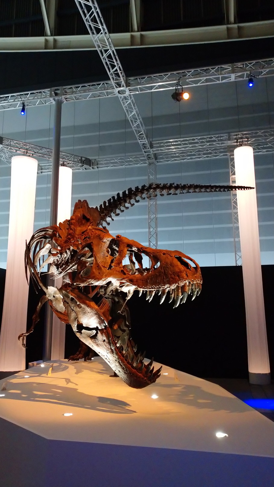トリケラトプス「レイン」のほぼ完全な全身骨格化石をDinoScience 恐竜科学博 ～ララミディア大陸の恐竜物語～@パシフィコ横浜でみた！_c0002171_00415855.jpg