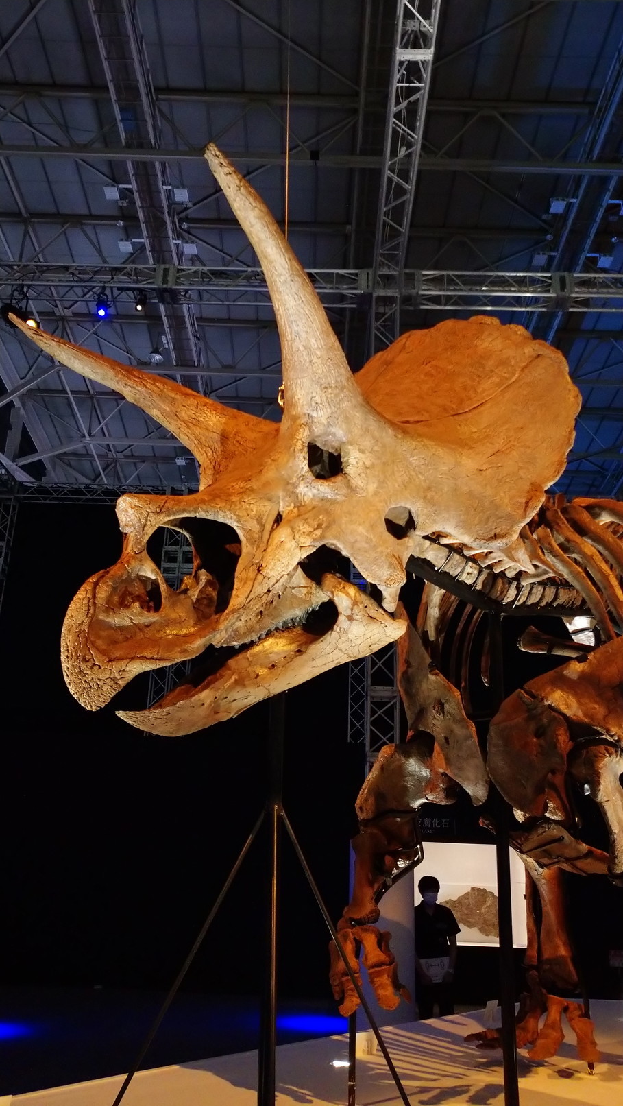 トリケラトプス「レイン」のほぼ完全な全身骨格化石をDinoScience 恐竜科学博 ～ララミディア大陸の恐竜物語～@パシフィコ横浜でみた！_c0002171_00423341.jpg