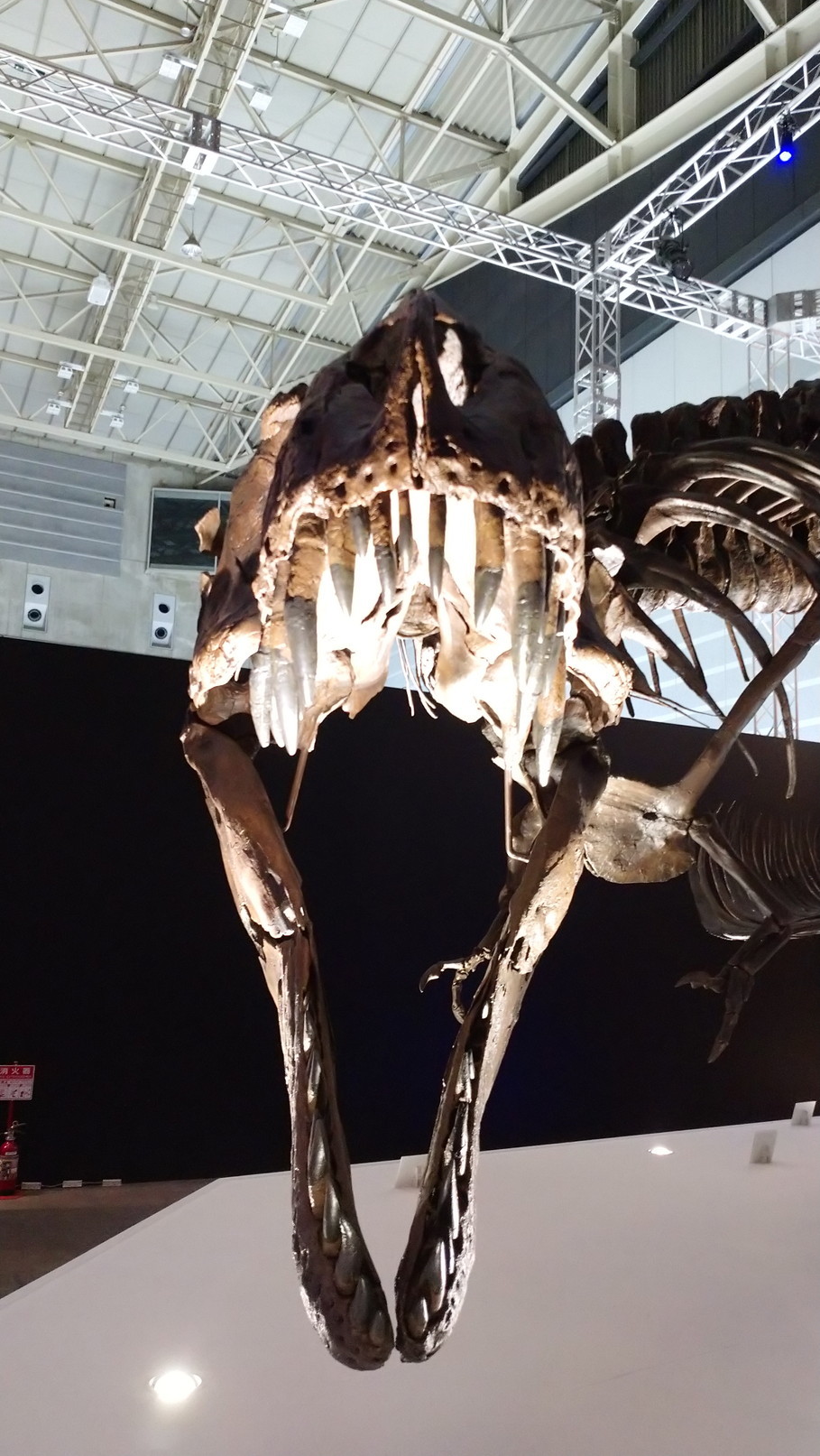 トリケラトプス「レイン」のほぼ完全な全身骨格化石をDinoScience 恐竜科学博 ～ララミディア大陸の恐竜物語～@パシフィコ横浜でみた！_c0002171_00470239.jpg