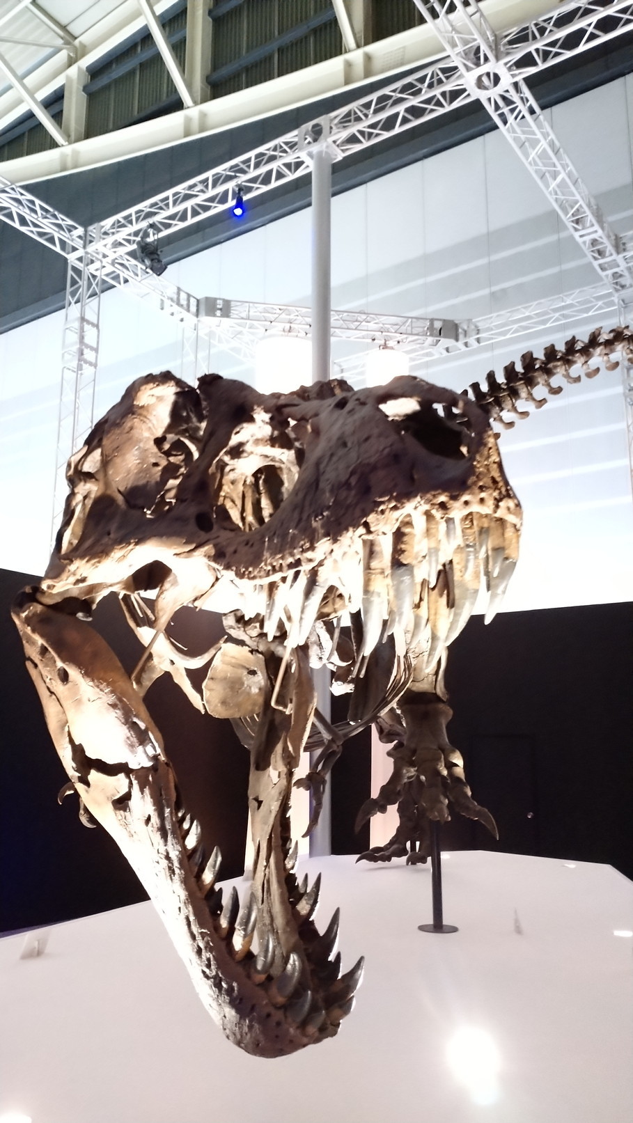 トリケラトプス「レイン」のほぼ完全な全身骨格化石をDinoScience 恐竜科学博 ～ララミディア大陸の恐竜物語～@パシフィコ横浜でみた！_c0002171_00471625.jpg