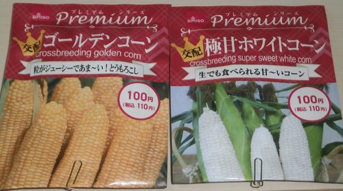 ミニトマトの9本仕立てと追加のトウモロコシ ブルーベリーの育て方 栽培 ブルーベリー ノート Blueberrynote ミニトマトの9本仕立てと追加のトウモロコシ ブルーベリーの育て方 栽培 ブルーベリー ノート Blueberrynote