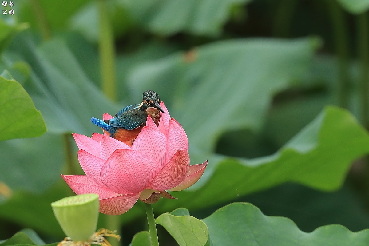 ハスの花の上で踊るカワセミ_c0352582_23064693.jpg