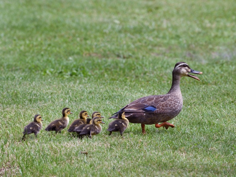 カルガモ親子のお散歩 : トドの野鳥日記