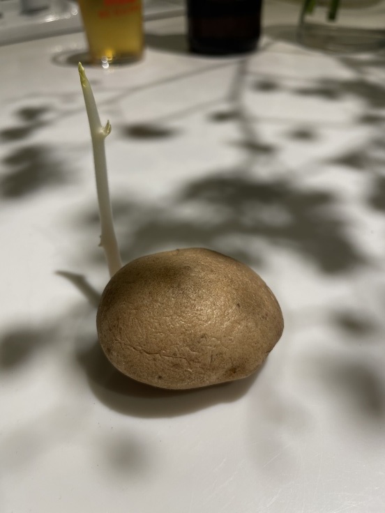 天気のめぐみ_f0236691_10131623.jpeg