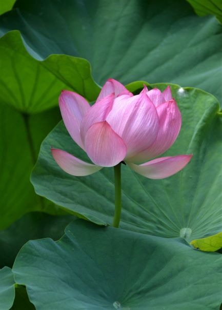 梅雨明けと同時に薬師池公園に・・・_a0053796_11310151.jpg