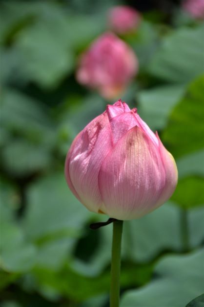 梅雨明けと同時に薬師池公園に・・・_a0053796_11311196.jpg