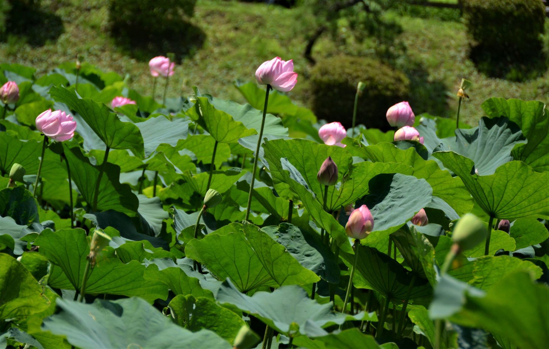 梅雨明けと同時に薬師池公園に・・・_a0053796_11312079.jpg