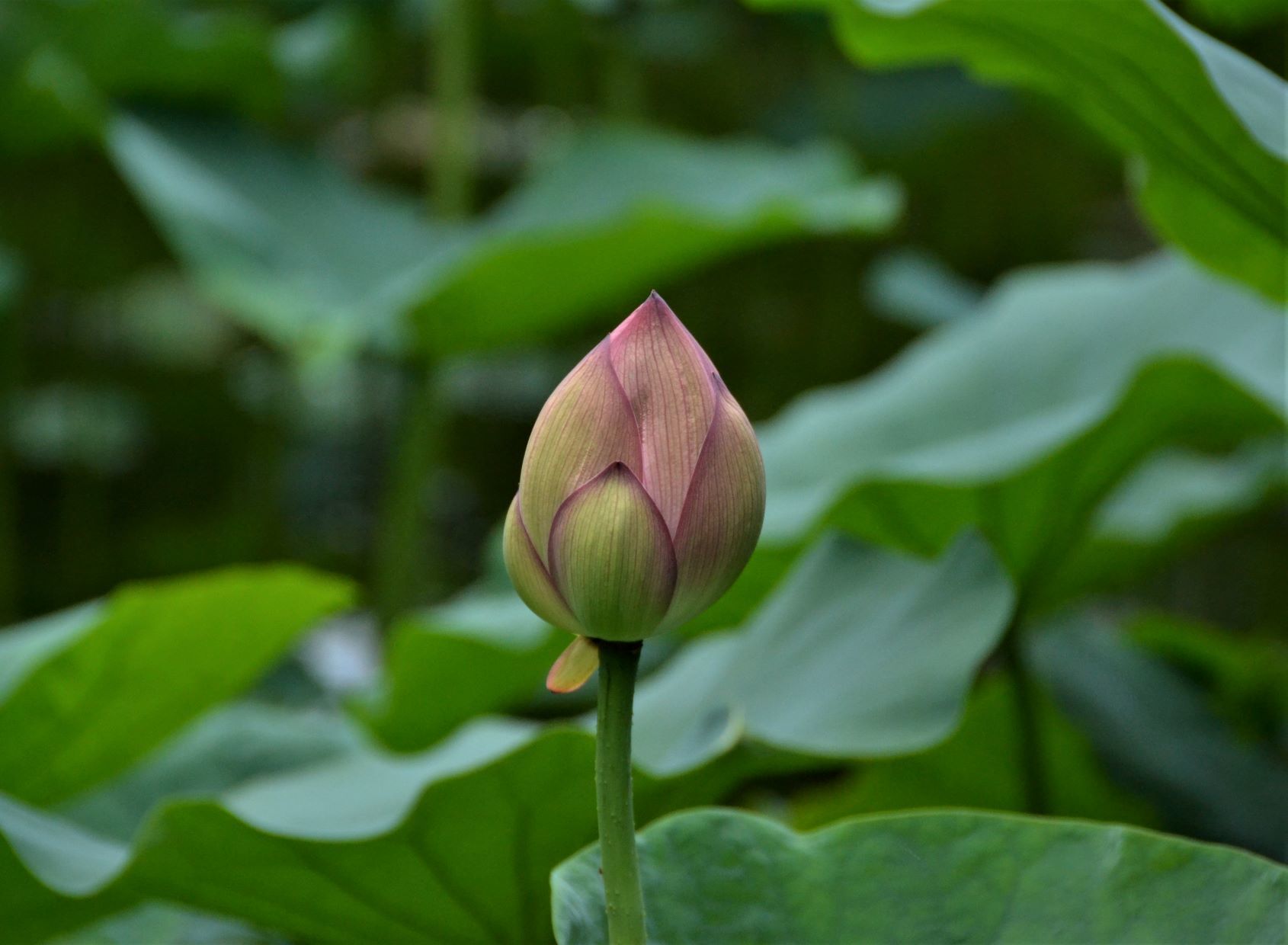 梅雨明けと同時に薬師池公園に・・・_a0053796_11323201.jpg
