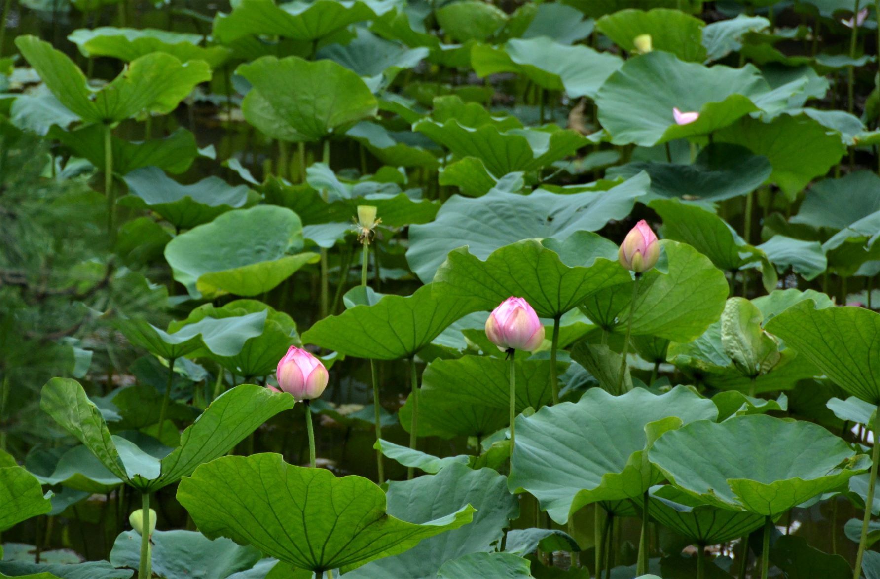 梅雨明けと同時に薬師池公園に・・・_a0053796_11325149.jpg