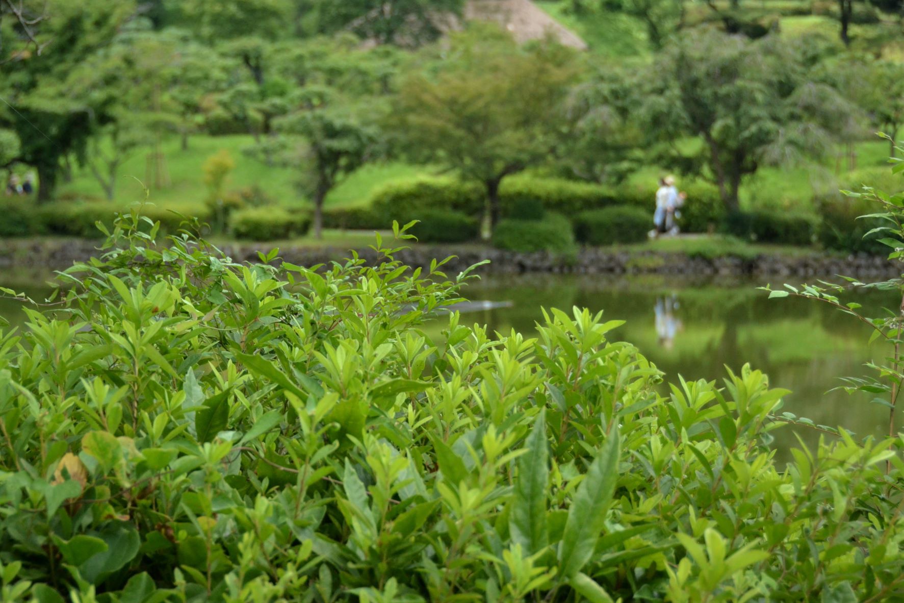 梅雨明けと同時に薬師池公園に・・・_a0053796_11330370.jpg