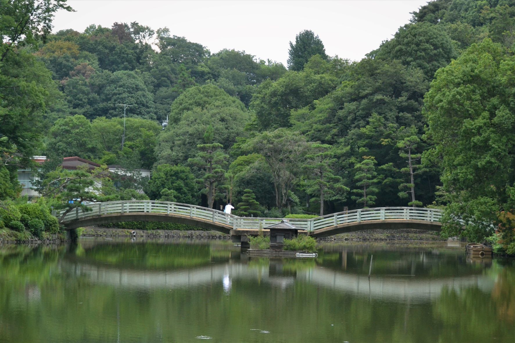 梅雨明けと同時に薬師池公園に・・・_a0053796_11331126.jpg