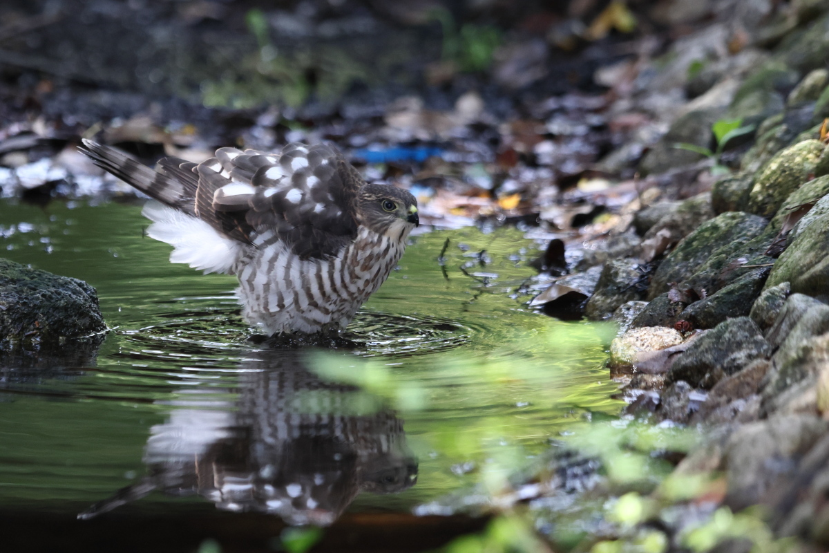 ツミ 幼鳥の水浴 ① 初級_f0369315_11101158.jpg