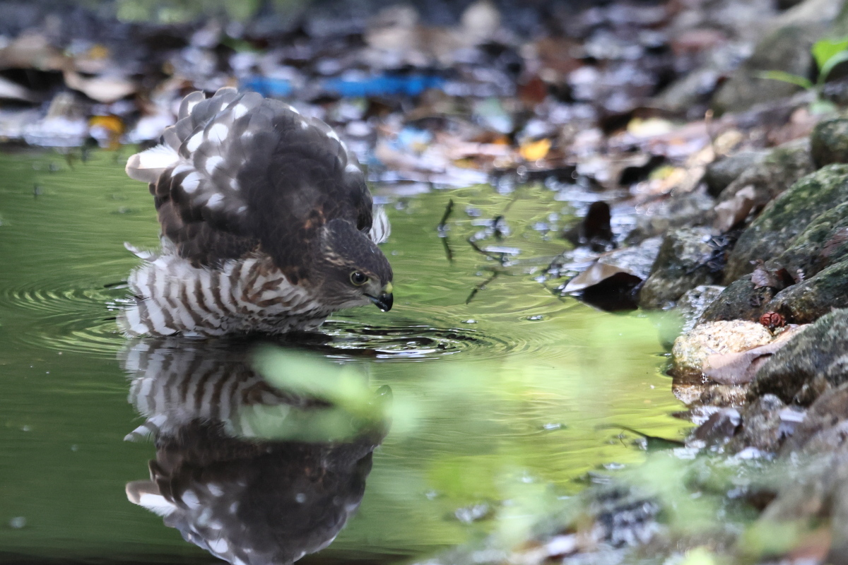ツミ 幼鳥の水浴 ① 初級_f0369315_11101275.jpg