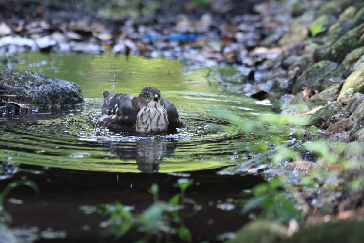 ツミ 幼鳥の水浴 ②「昇格 !」_f0369315_13185353.jpg
