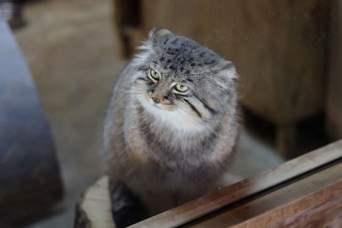 秋のマヌルネコ～ロータス＆オリーヴァ（埼玉県こども動物自然公園