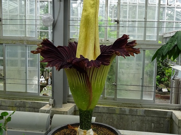 京都植物園のショクダイオオコンニャク 彩の気まぐれ写真