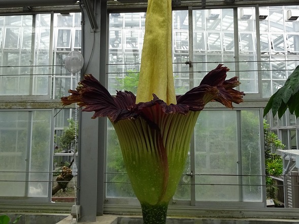 京都植物園のショクダイオオコンニャク 彩の気まぐれ写真