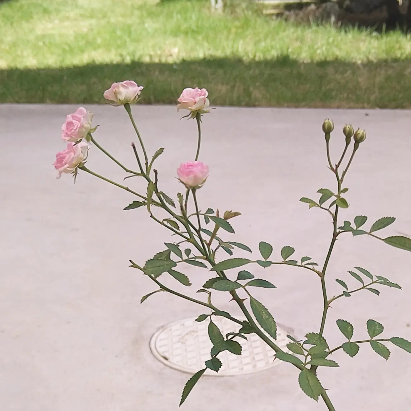 ++梅雨明け&小さな姫薔薇*++_e0354456_22355615.jpg