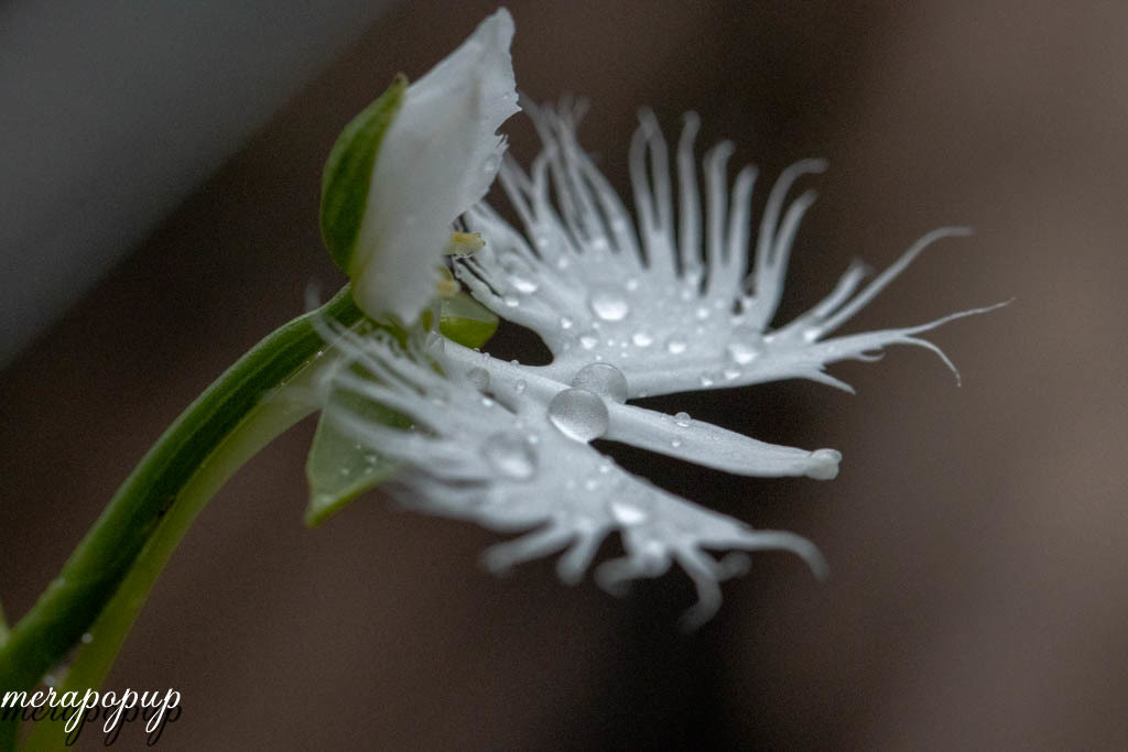 サギソウ 武蔵野 The Blog Of Meraki