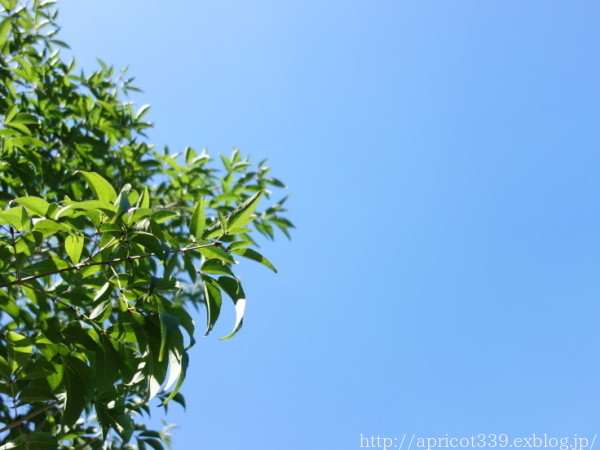 シンプルで心地いい暮らし シンプルで心地いい暮らし