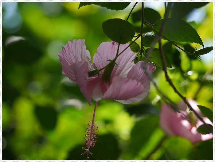 美しい花を見て、お出かけ気分に。。。　その２_b0175688_23031181.jpg