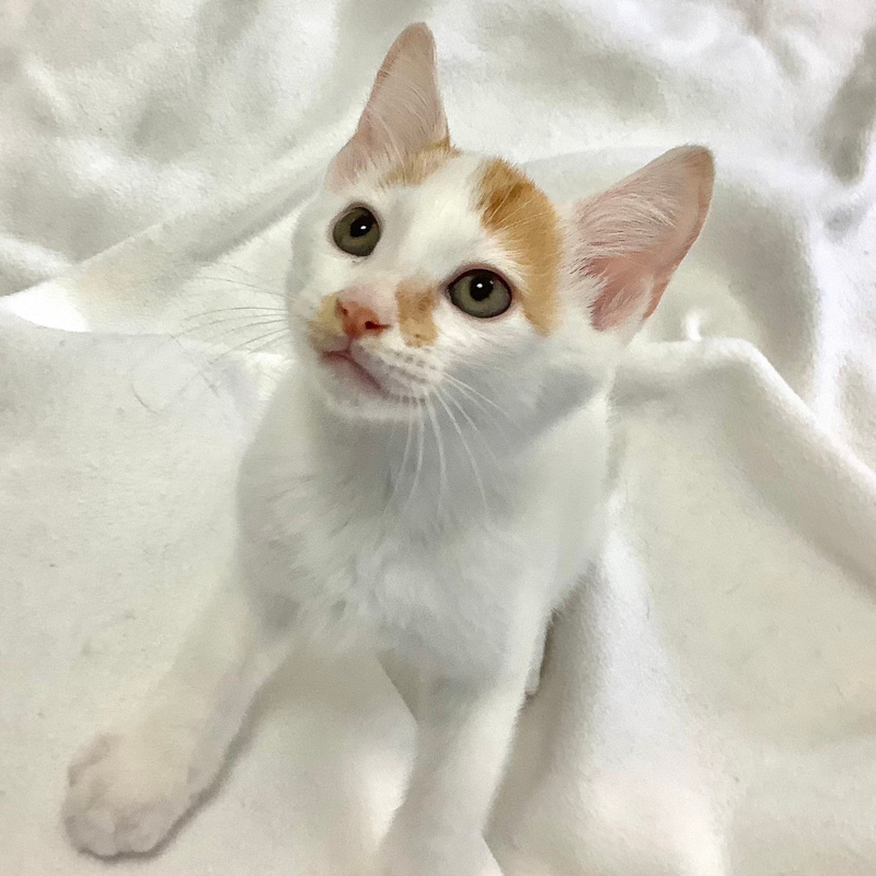 三毛猫 三毛猫の子猫？ : r/CalicoKittys