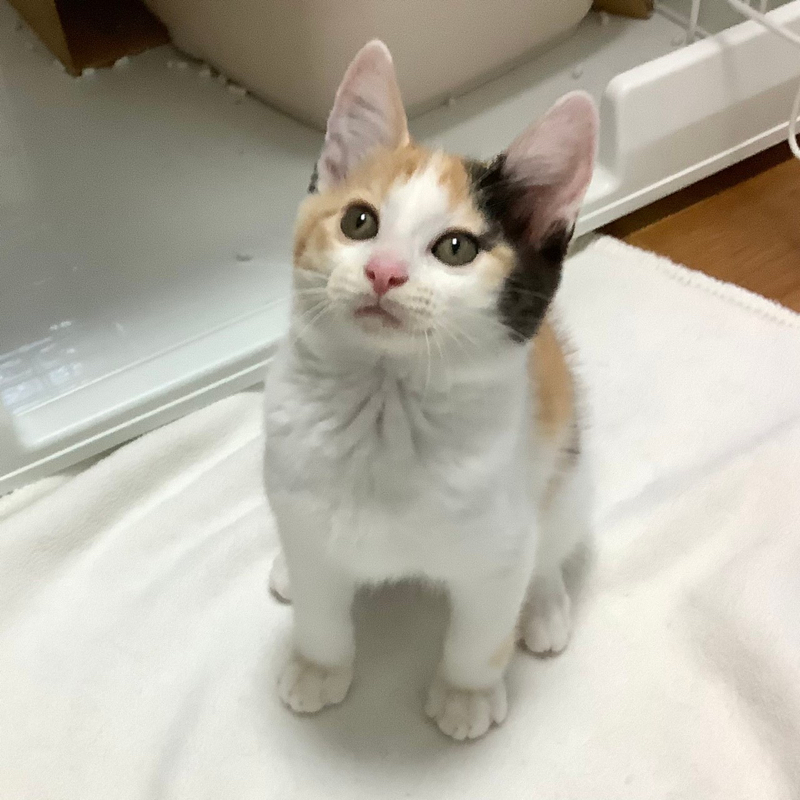 三毛猫♡ 飛び三毛猫の こ。まめ です 丸まり方で模様がハートの形になる