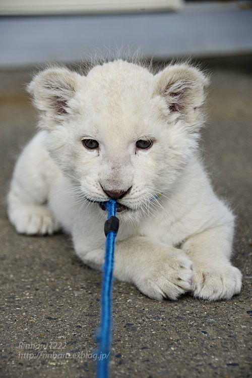 2020.3.15 東北サファリパーク☆ホワイトライオンのいっきゅう君【White lion baby】<その8(完)>_f0250322_19551803.jpg