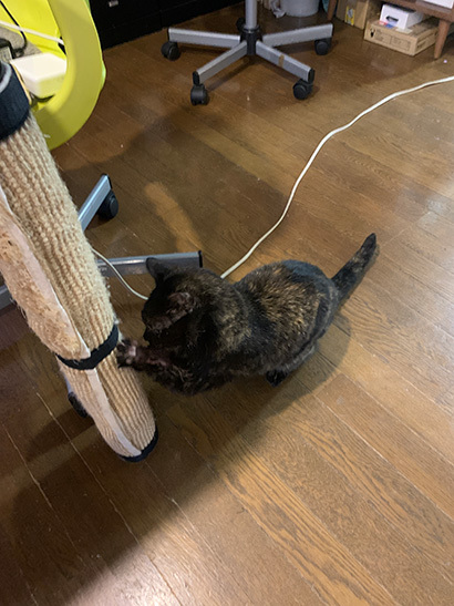 ひーちゃん_a0028451_01162929.jpg