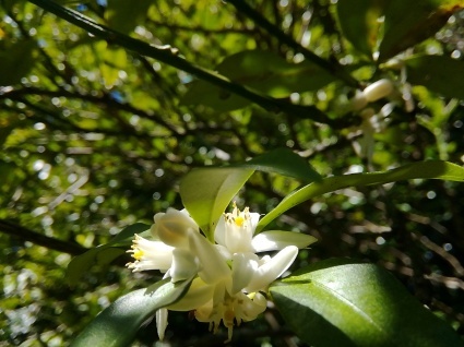 ヒカリトカゲ…_b0368362_06093177.jpg
