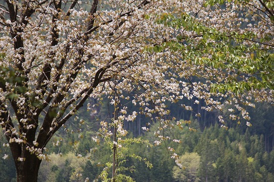 裏磐梯方面に行く⑥桜峠（2021.5.12）_e0170863_21552478.jpg