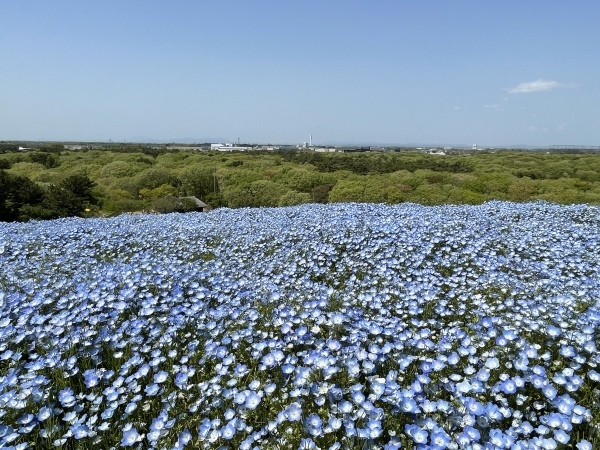 2021年4月19日　国営ひたち海浜公園_b0204466_14474062.jpeg