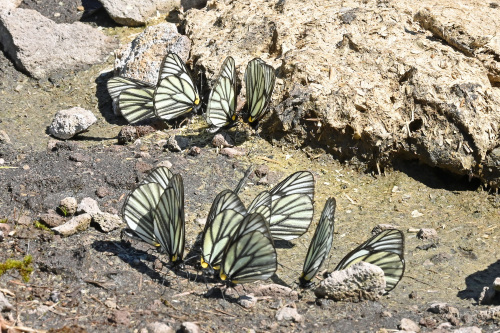 ミヤマシロチョウ　　集団吸水_d0353091_09115424.jpg