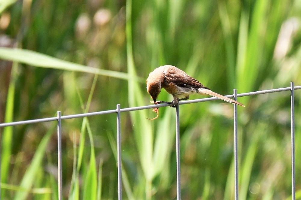 百舌鳥幼鳥さん＆チョウトンボ_d0398800_13390062.jpg