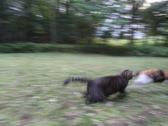 キャットラン_f0064906_16170582.jpg