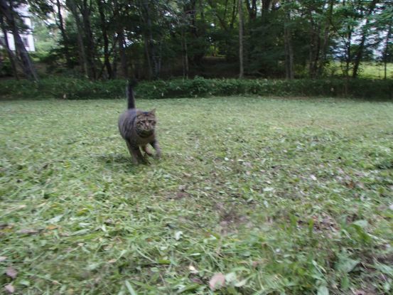 キャットラン_f0064906_16170904.jpg